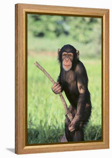 Chimpanzee with Stick-DLILLC-Framed Premier Image Canvas