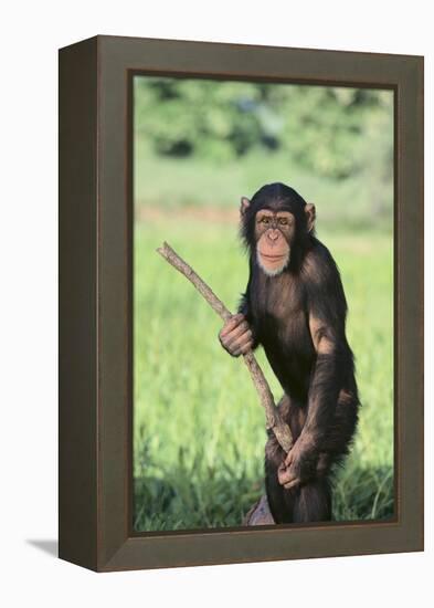 Chimpanzee with Stick-DLILLC-Framed Premier Image Canvas