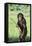 Chimpanzee with Stick-DLILLC-Framed Premier Image Canvas