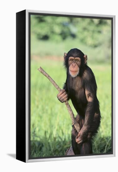 Chimpanzee with Stick-DLILLC-Framed Premier Image Canvas