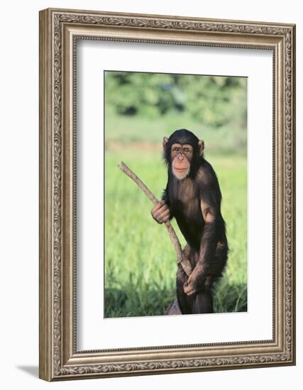 Chimpanzee with Stick-DLILLC-Framed Photographic Print