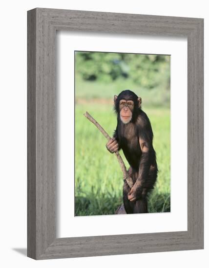 Chimpanzee with Stick-DLILLC-Framed Photographic Print