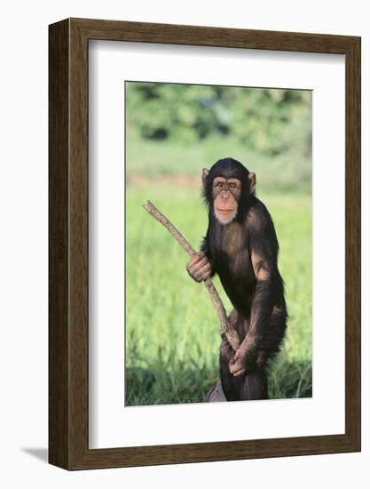 Chimpanzee with Stick-DLILLC-Framed Photographic Print