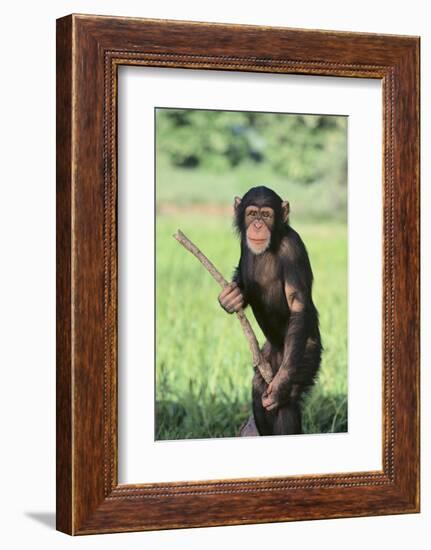 Chimpanzee with Stick-DLILLC-Framed Photographic Print