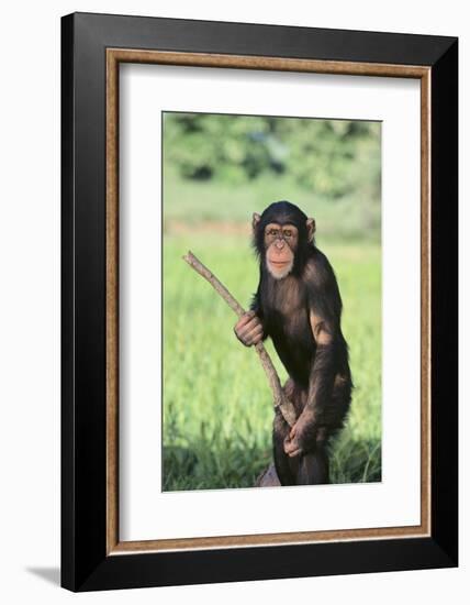 Chimpanzee with Stick-DLILLC-Framed Photographic Print