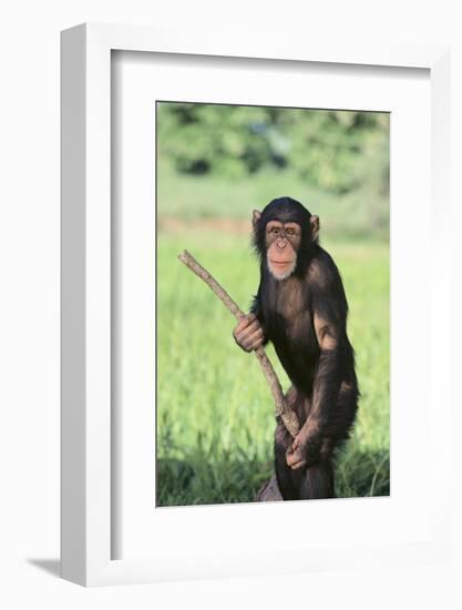 Chimpanzee with Stick-DLILLC-Framed Photographic Print