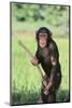 Chimpanzee with Stick-DLILLC-Mounted Photographic Print