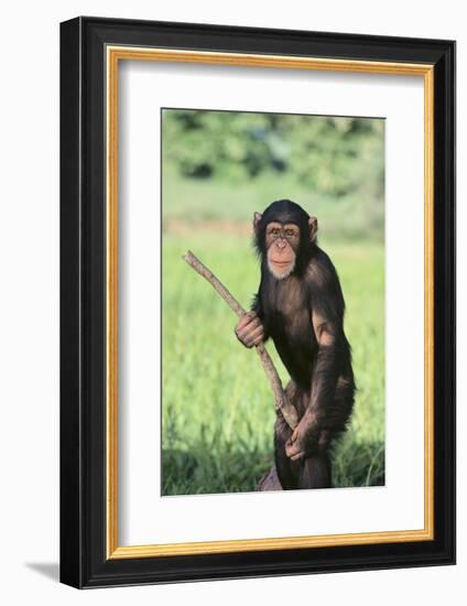 Chimpanzee with Stick-DLILLC-Framed Photographic Print