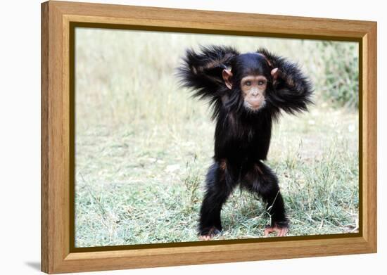 Chimpanzee Young, with Arms on Head-null-Framed Premier Image Canvas