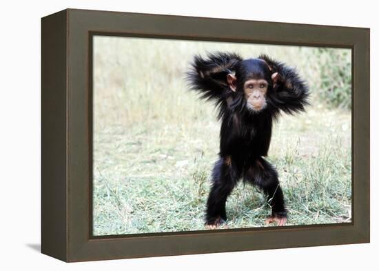 Chimpanzee Young, with Arms on Head-null-Framed Premier Image Canvas