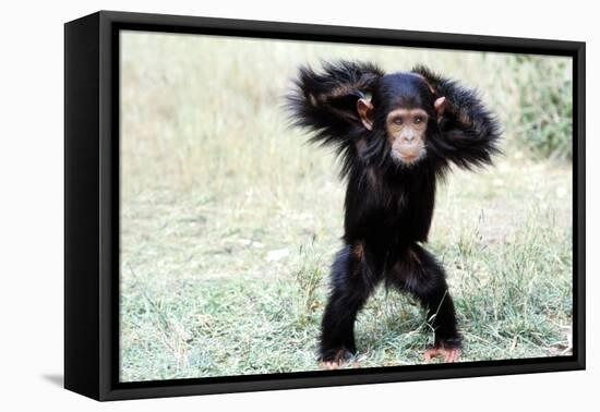 Chimpanzee Young, with Arms on Head-null-Framed Premier Image Canvas