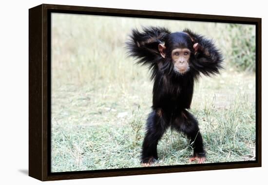Chimpanzee Young, with Arms on Head-null-Framed Premier Image Canvas