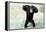 Chimpanzee Young, with Arms on Head-null-Framed Premier Image Canvas