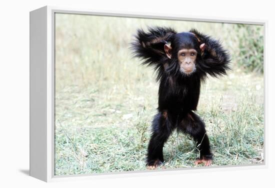 Chimpanzee Young, with Arms on Head-null-Framed Premier Image Canvas