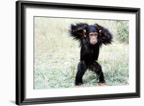 Chimpanzee Young, with Arms on Head-null-Framed Photographic Print