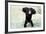 Chimpanzee Young, with Arms on Head-null-Framed Photographic Print