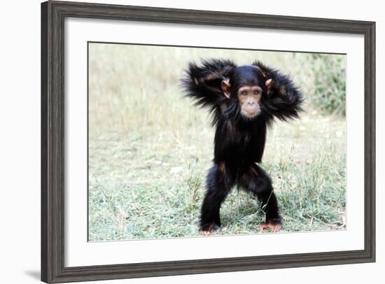 Chimpanzee Young, with Arms on Head-null-Framed Photographic Print