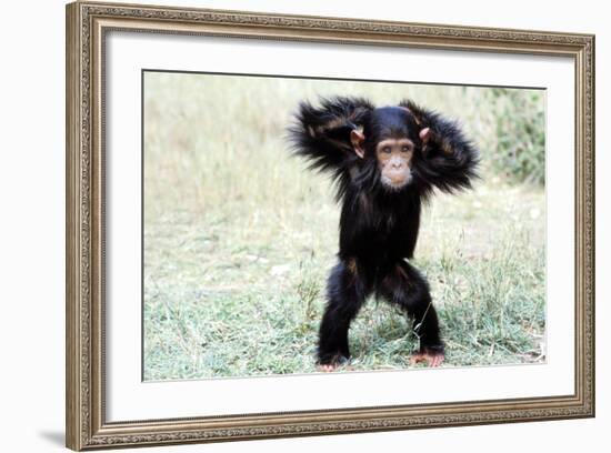 Chimpanzee Young, with Arms on Head-null-Framed Photographic Print