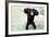 Chimpanzee Young, with Arms on Head-null-Framed Photographic Print