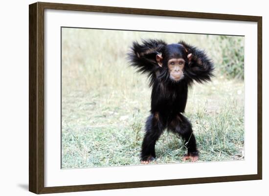 Chimpanzee Young, with Arms on Head-null-Framed Photographic Print