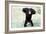 Chimpanzee Young, with Arms on Head-null-Framed Photographic Print