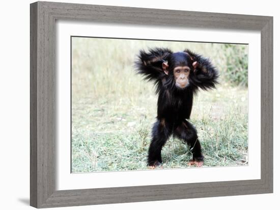 Chimpanzee Young, with Arms on Head-null-Framed Photographic Print