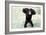 Chimpanzee Young, with Arms on Head-null-Framed Photographic Print