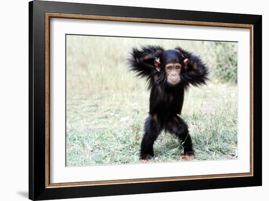 Chimpanzee Young, with Arms on Head-null-Framed Photographic Print