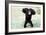 Chimpanzee Young, with Arms on Head-null-Framed Photographic Print