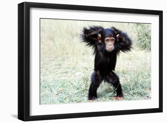 Chimpanzee Young, with Arms on Head-null-Framed Photographic Print