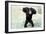 Chimpanzee Young, with Arms on Head-null-Framed Photographic Print