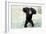 Chimpanzee Young, with Arms on Head-null-Framed Photographic Print