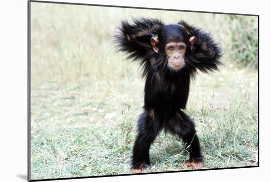 Chimpanzee Young, with Arms on Head-null-Mounted Photographic Print