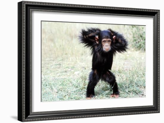 Chimpanzee Young, with Arms on Head-null-Framed Photographic Print