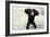 Chimpanzee Young, with Arms on Head-null-Framed Photographic Print