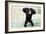 Chimpanzee Young, with Arms on Head-null-Framed Photographic Print