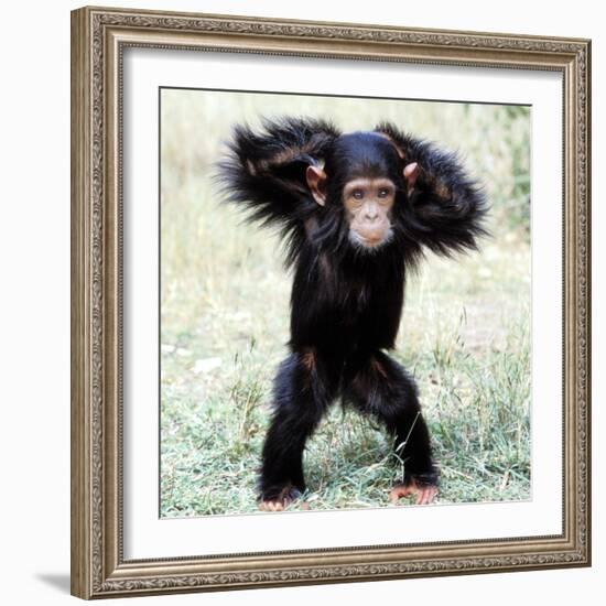 Chimpanzee Young, with Arms on Head-null-Framed Photographic Print