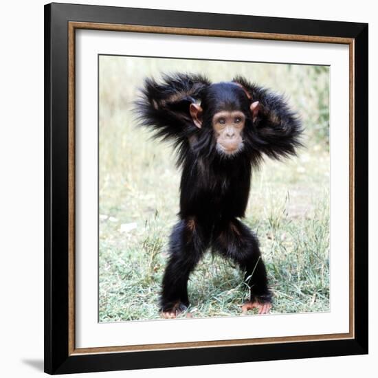 Chimpanzee Young, with Arms on Head-null-Framed Photographic Print