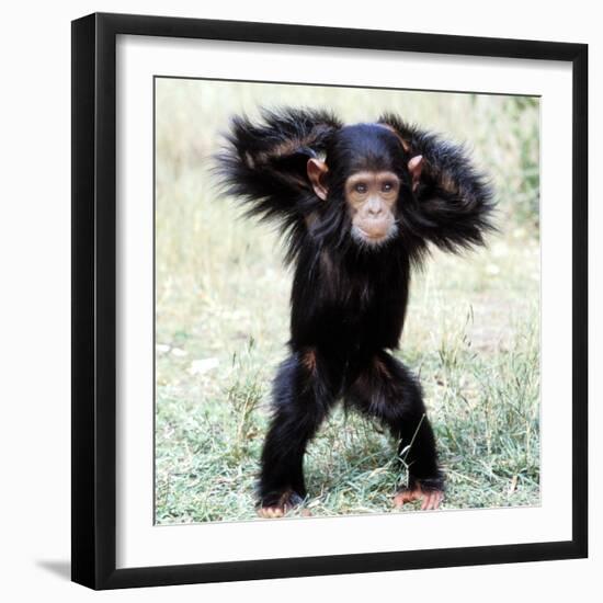 Chimpanzee Young, with Arms on Head-null-Framed Photographic Print