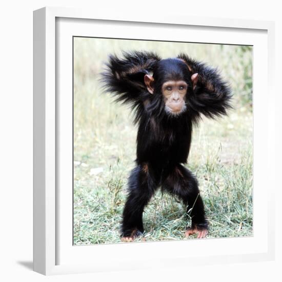 Chimpanzee Young, with Arms on Head-null-Framed Photographic Print