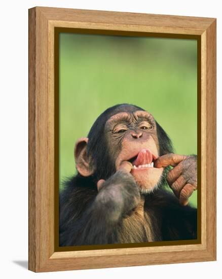 Chimpanzee-null-Framed Premier Image Canvas