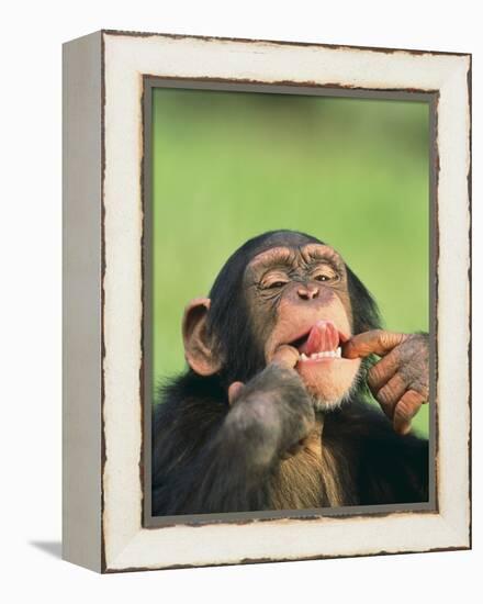 Chimpanzee-null-Framed Premier Image Canvas