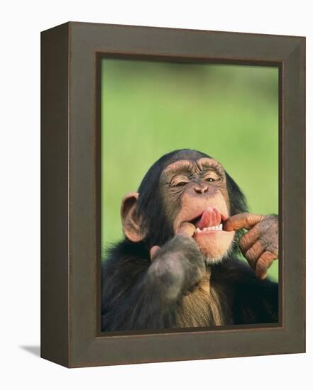 Chimpanzee-null-Framed Premier Image Canvas