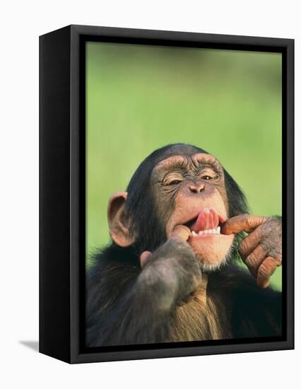 Chimpanzee-null-Framed Premier Image Canvas