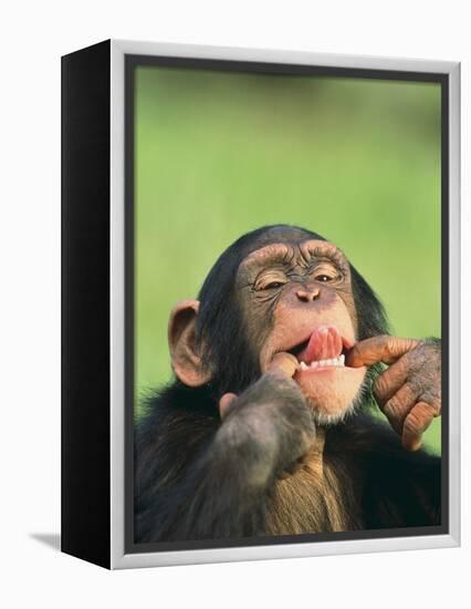 Chimpanzee-null-Framed Premier Image Canvas