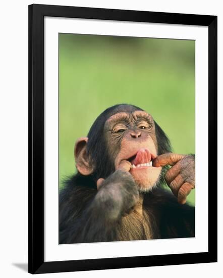 Chimpanzee-null-Framed Premium Photographic Print