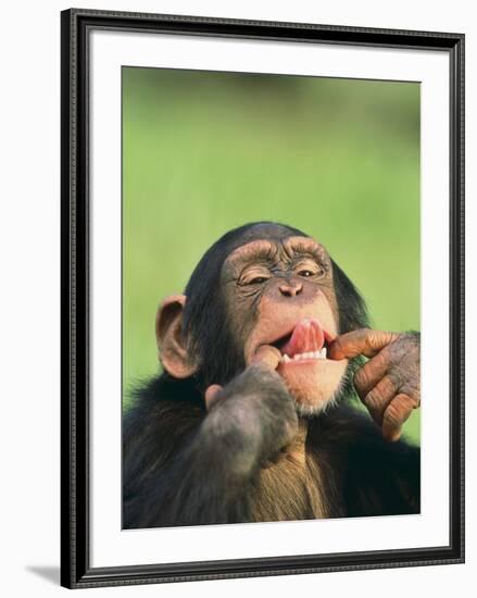 Chimpanzee-null-Framed Premium Photographic Print