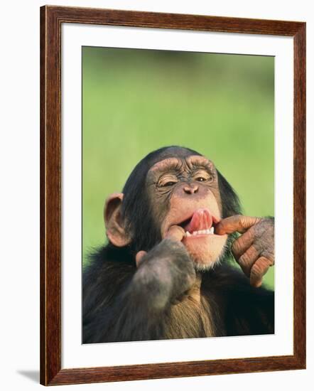 Chimpanzee-null-Framed Premium Photographic Print