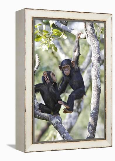 Chimpanzee-null-Framed Premier Image Canvas