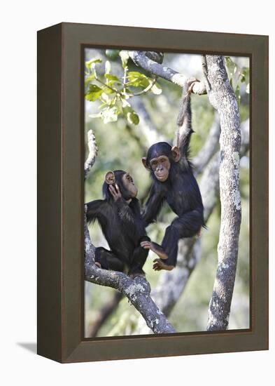 Chimpanzee-null-Framed Premier Image Canvas